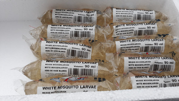 weiße Mückenlarven 90 ml (Chaoborus flavicans)
