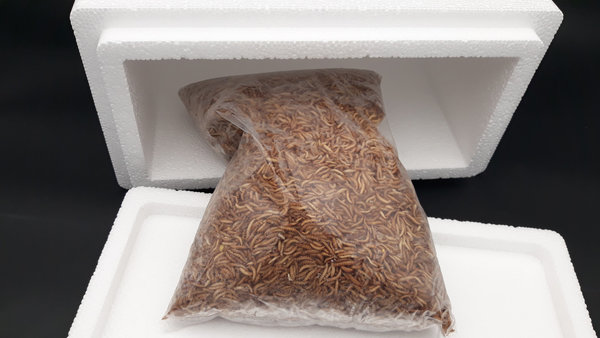 Buffalowürmer gefroren 1 Kg / 2 Liter